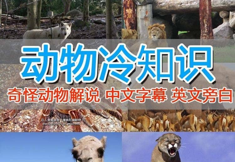 外面卖1699的国外纪录片解说（动物解说、美食、动画片）稳过中视频创业之家-网创项目资源站-副业项目-创业项目-搞钱项目创业之家